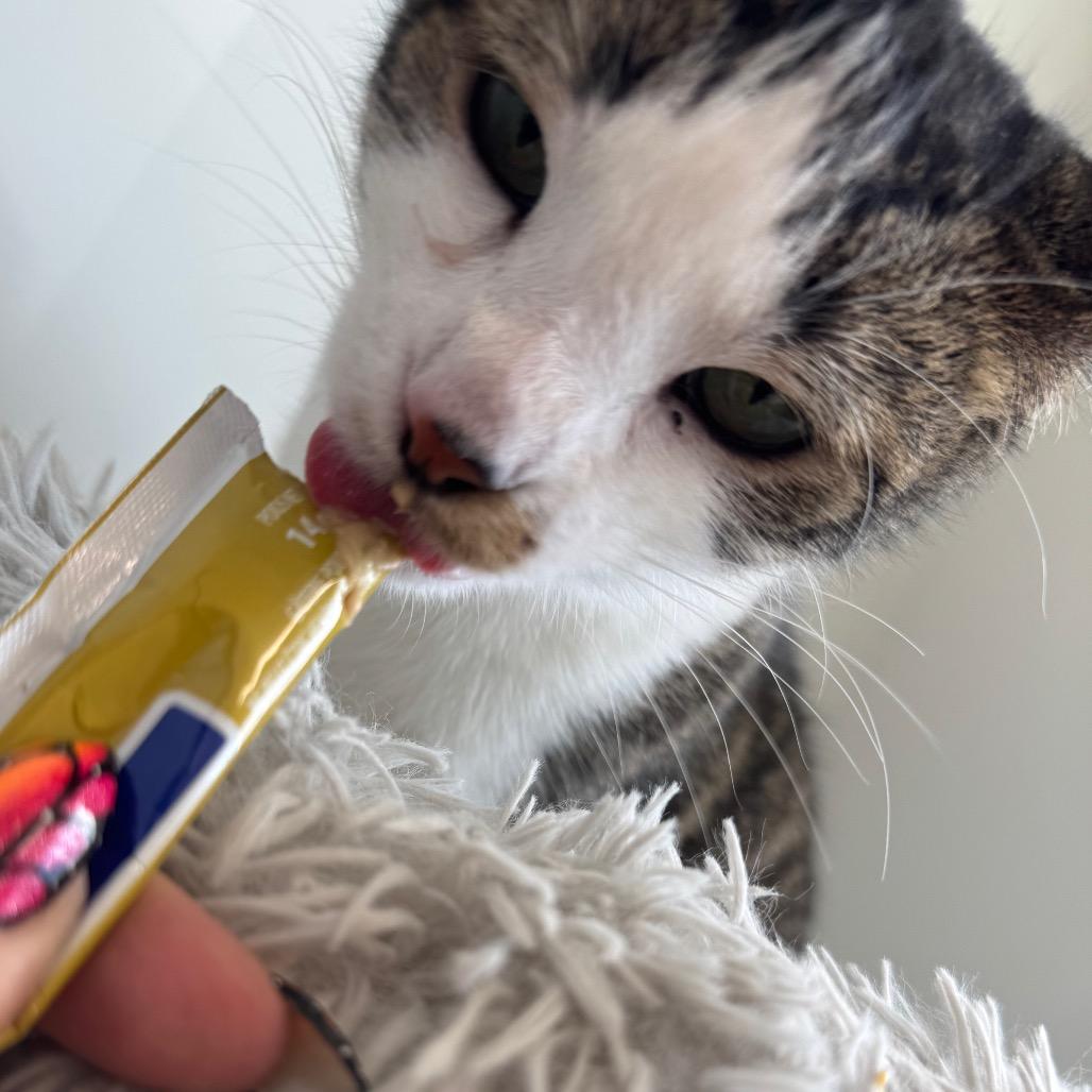 Mithaecus, a Adoptable Domestic Short Hair in North Battleford, SK image 2/6