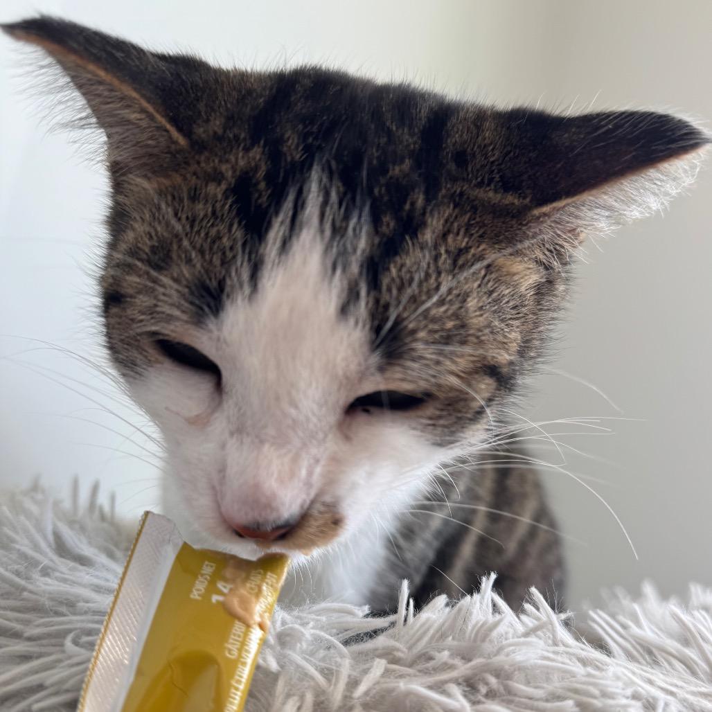 Mithaecus, a Adoptable Domestic Short Hair in North Battleford, SK image 3/6