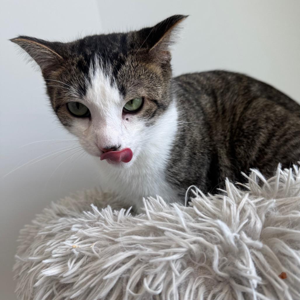 Mithaecus, a Adoptable Domestic Short Hair in North Battleford, SK image 4/6