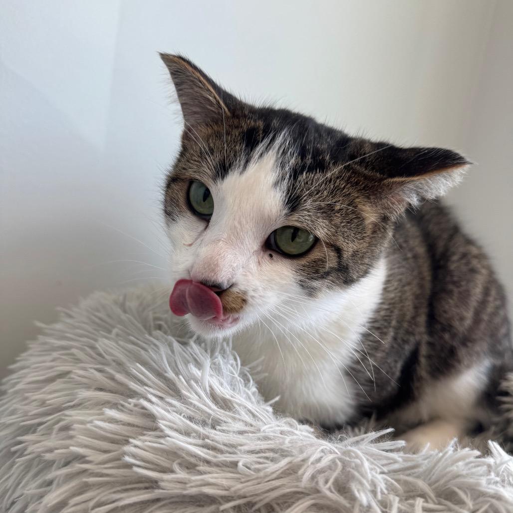 Mithaecus, a Adoptable Domestic Short Hair in North Battleford, SK image 5/6