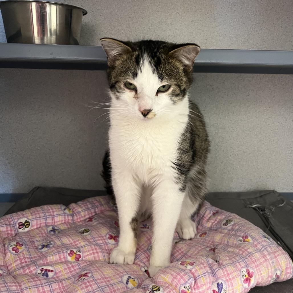 Mithaecus, Adoptable, Young Male Domestic Short Hair.