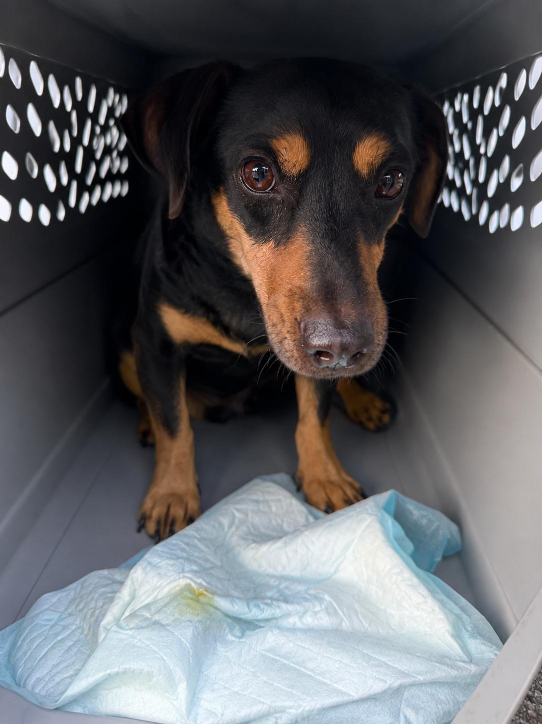 Enlarge Micah, an adopted mixed breed in Newmarket, ON image 2/3