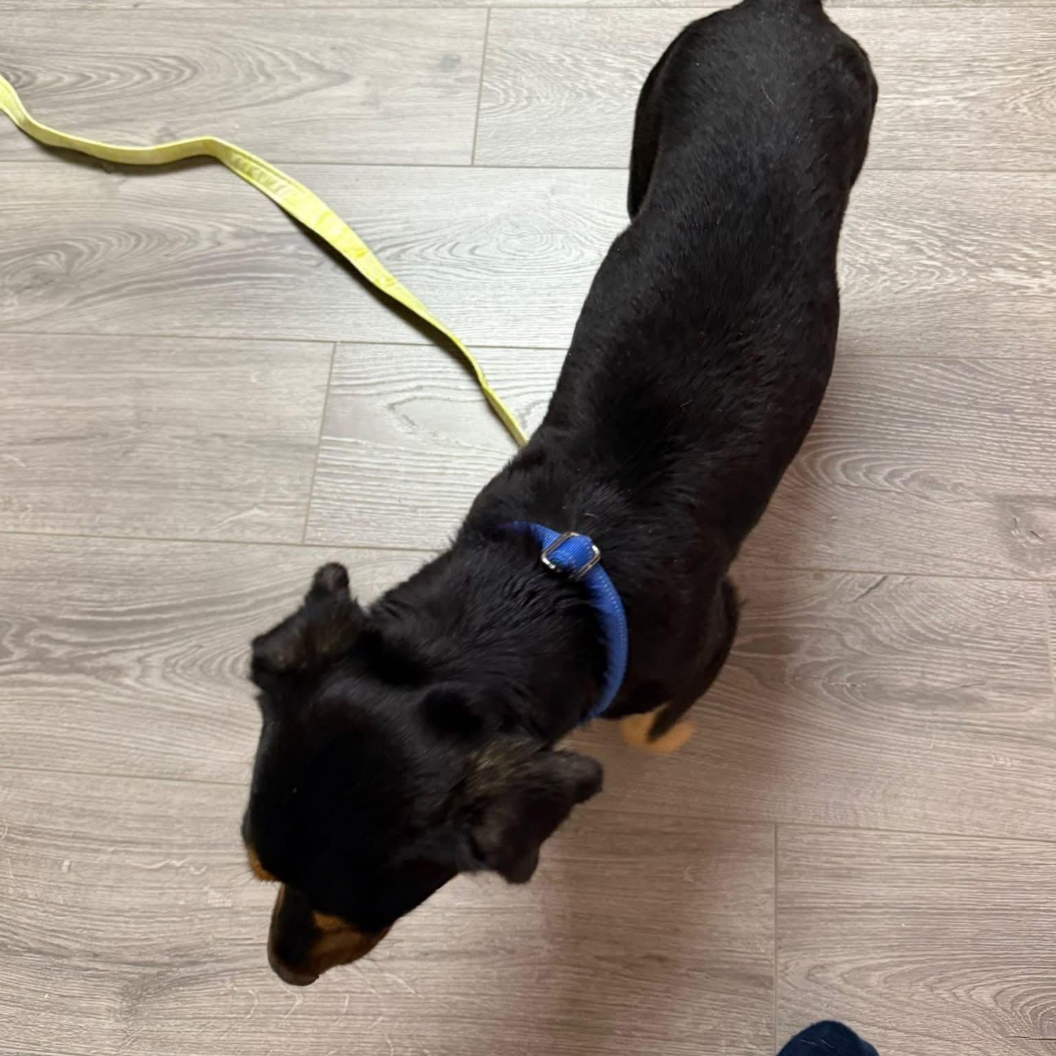 Enlarge Micah, an adopted mixed breed in Newmarket, ON image 3/3