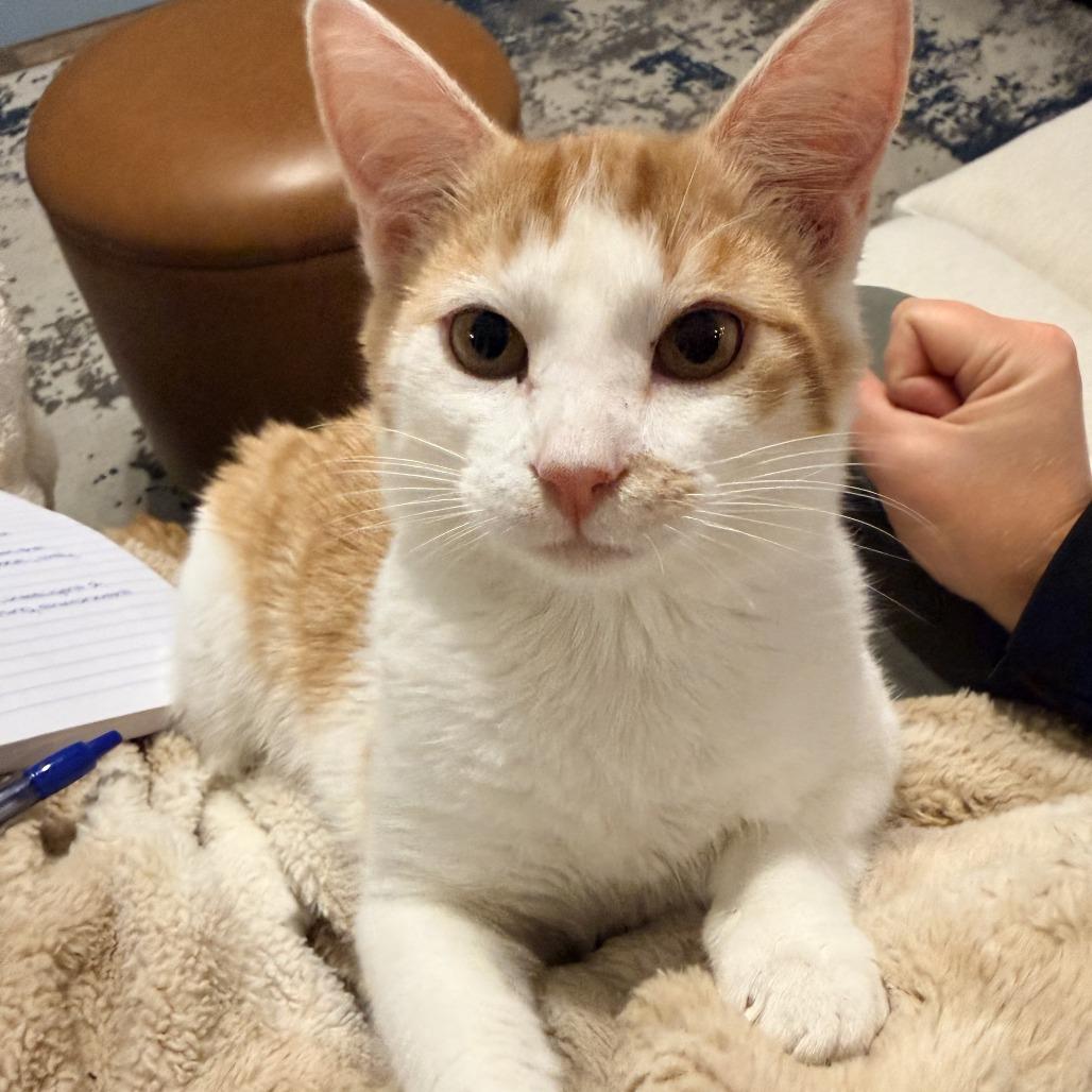 Kody, Adoptable, Young Male Domestic Short Hair.