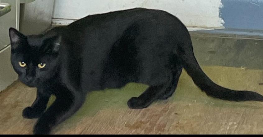 Erawan, Adoptable, Kitten Male American Shorthair.
