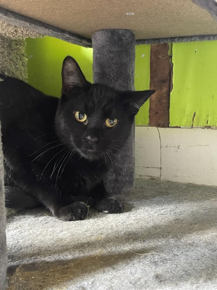 Erawan, a Adoptable American Shorthair in Evansville, IN image 2/3