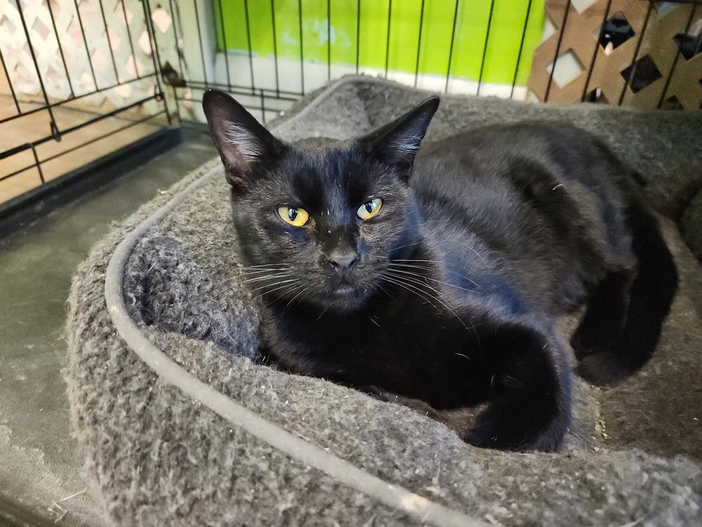 Erawan, a Adoptable American Shorthair in Evansville, IN image 3/3