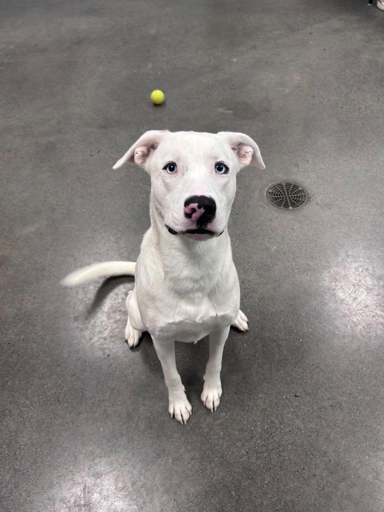 Fluffy, Adoptable, Young Male Labrador Retriever.