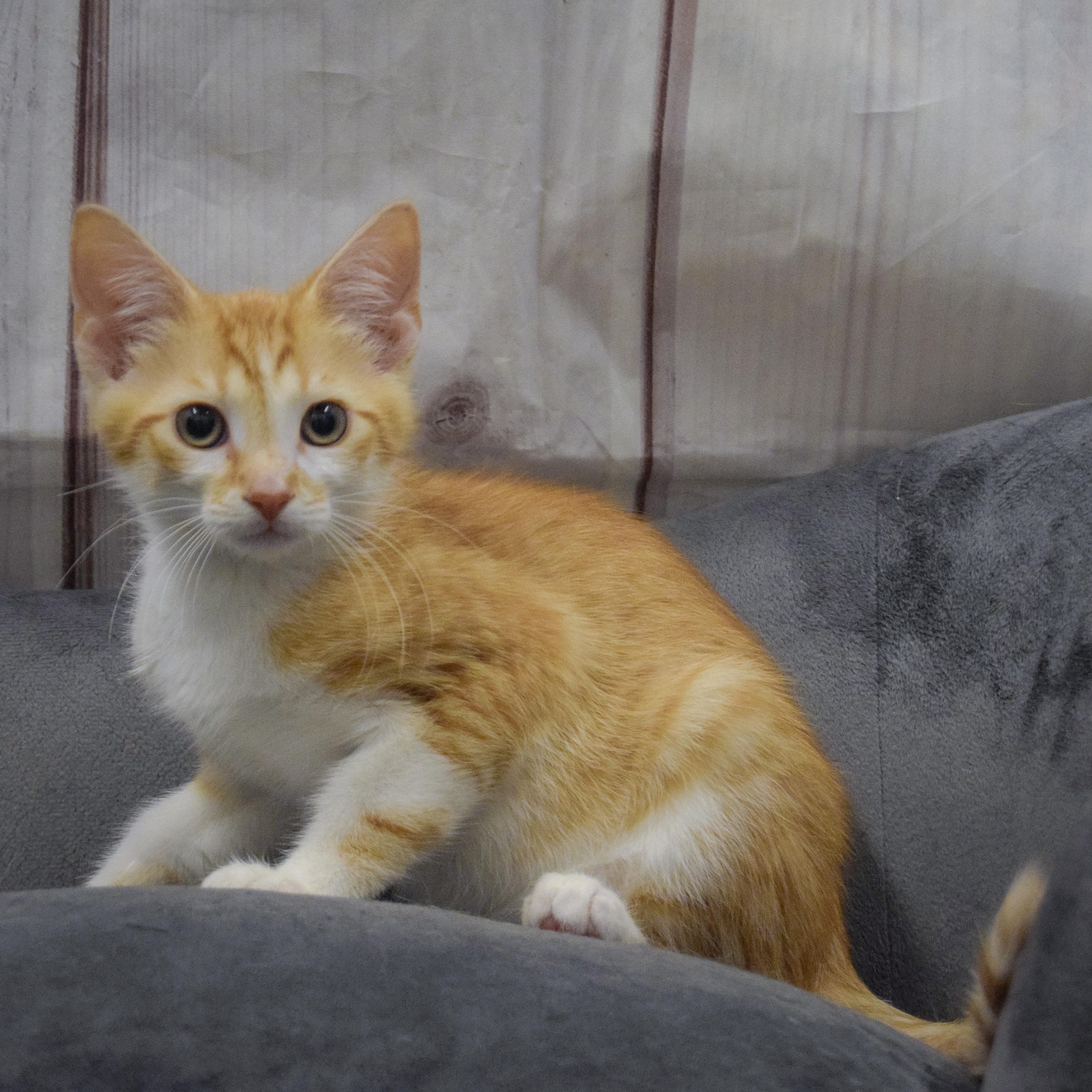 Capone, an adopted mixed breed in Huntley, IL image 3/4