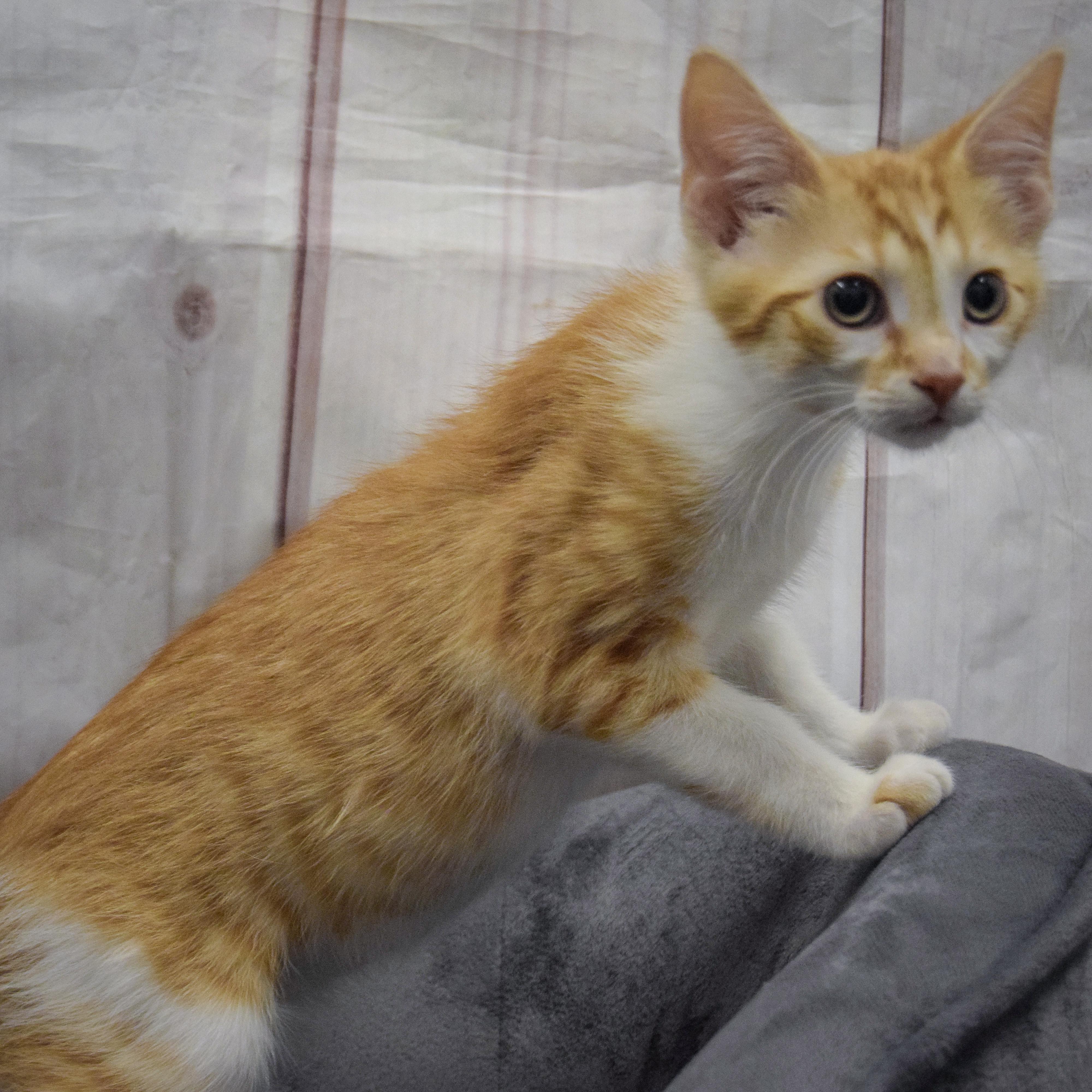 Capone, an adopted mixed breed in Huntley, IL image 4/4