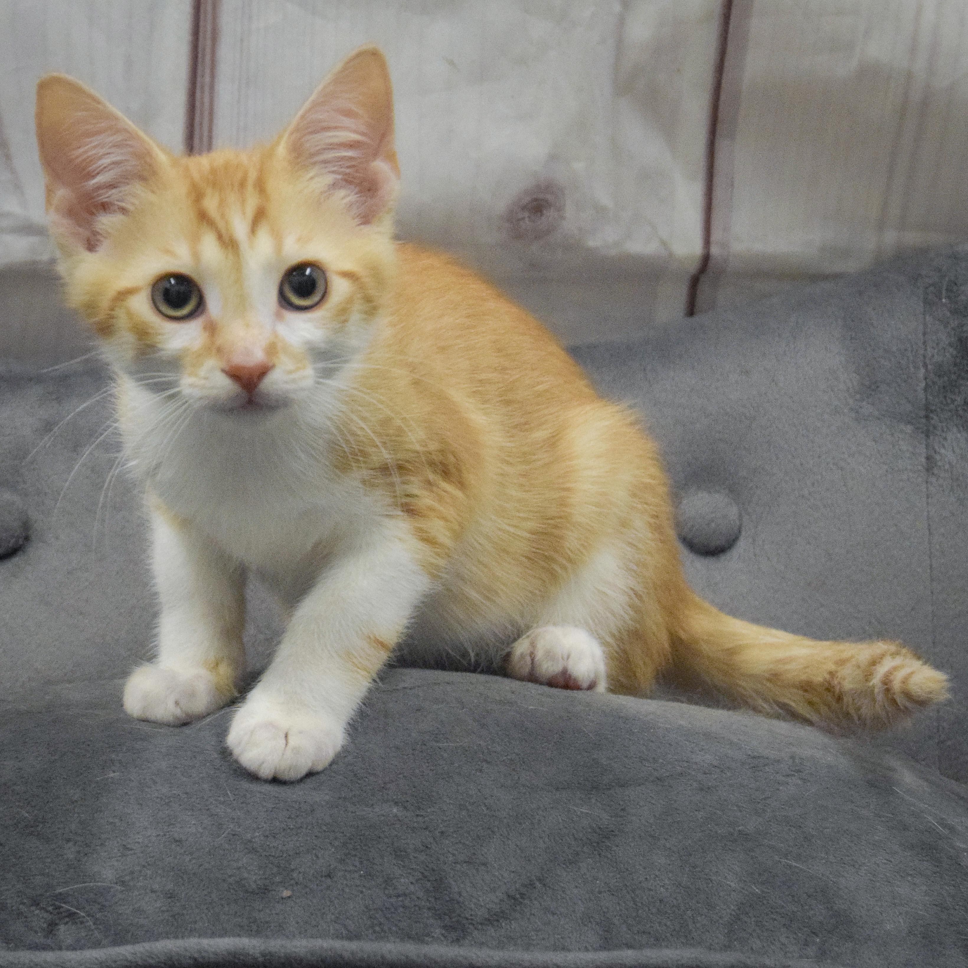 Capone, an adopted mixed breed in Huntley, IL image 2/4