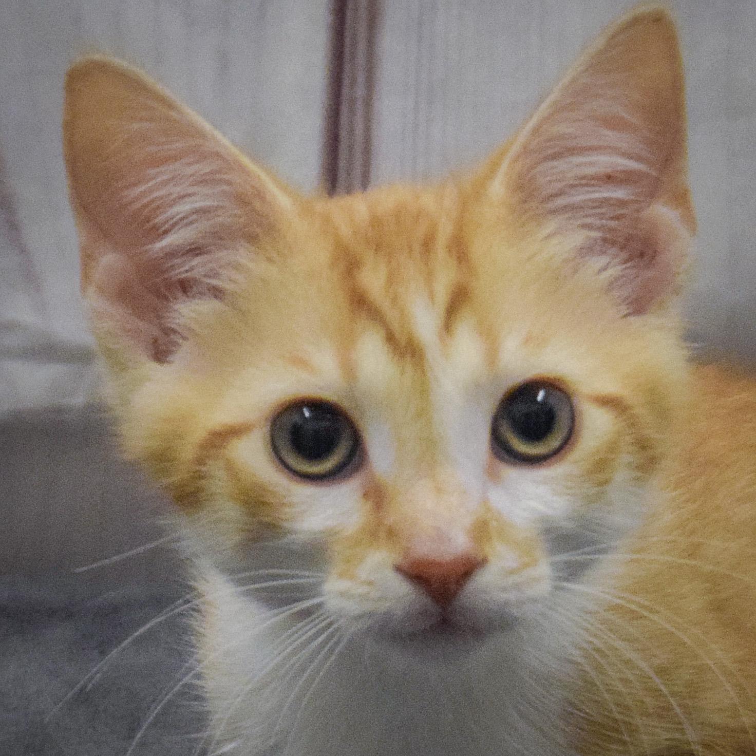 Capone, an adopted mixed breed in Huntley, IL image 1/4