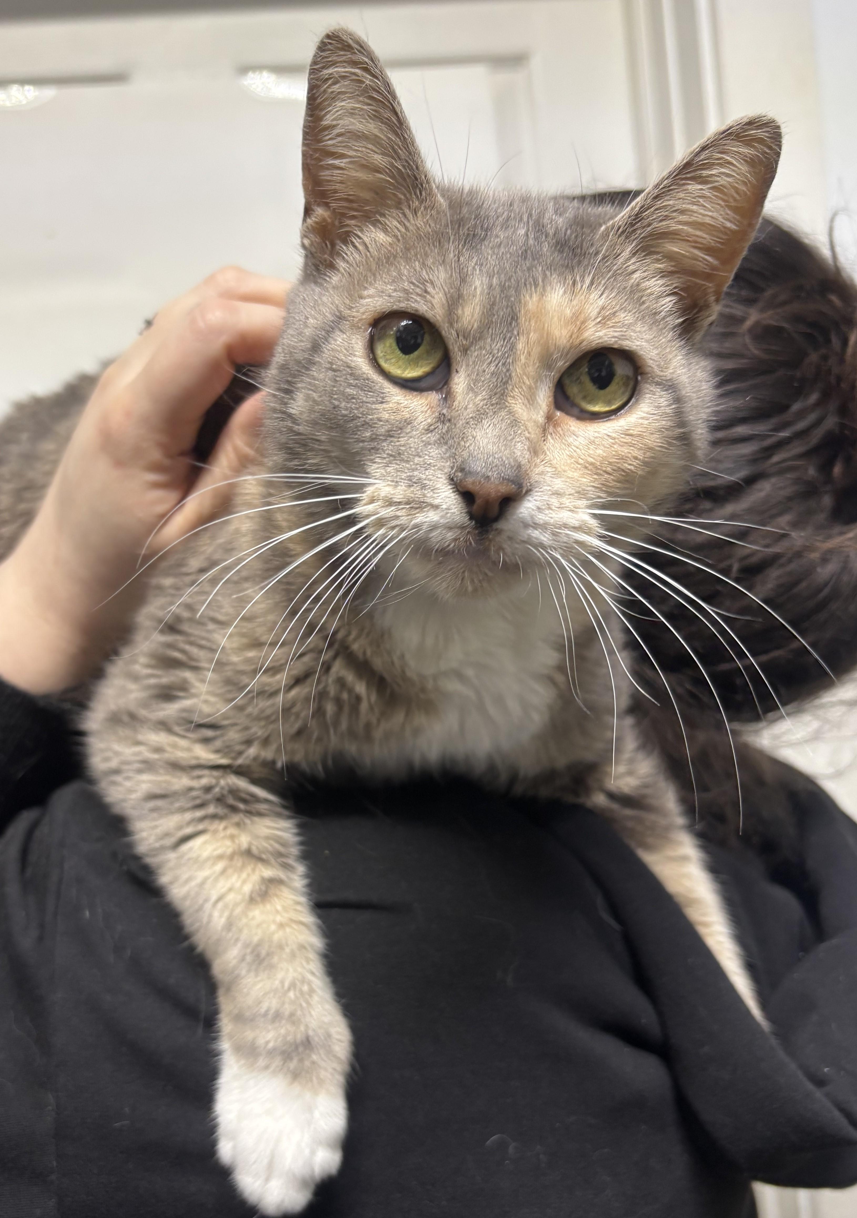 Whitney, adopted, Young Female Dilute Calico & Calico.