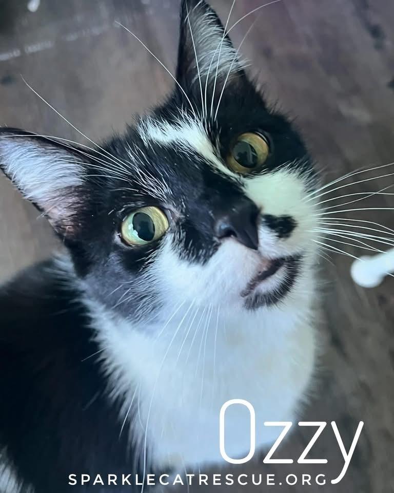 OZZY-senior, Adoptable, Senior Male Domestic Short Hair & Domestic Short Hair.