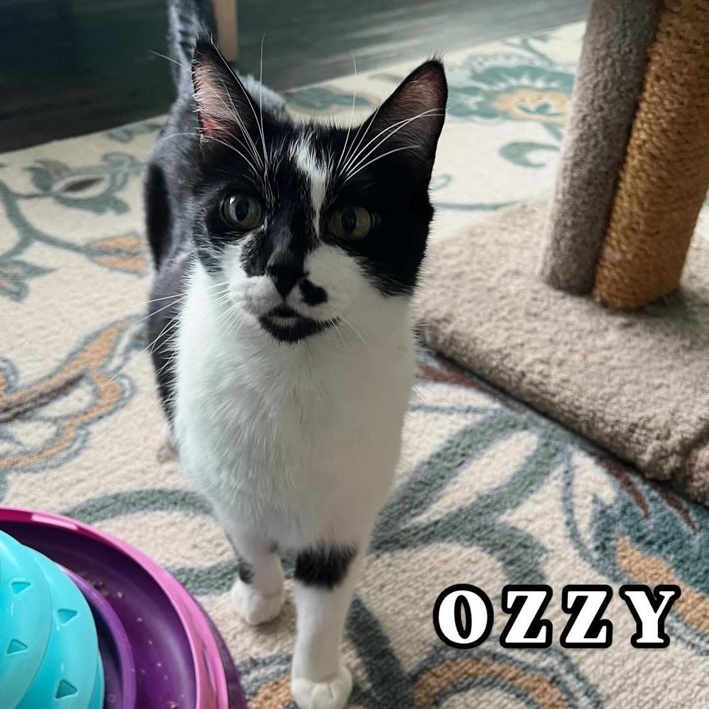 Enlarge OZZY-senior, a Adoptable mixed breed in Burlington, NC image 3/4