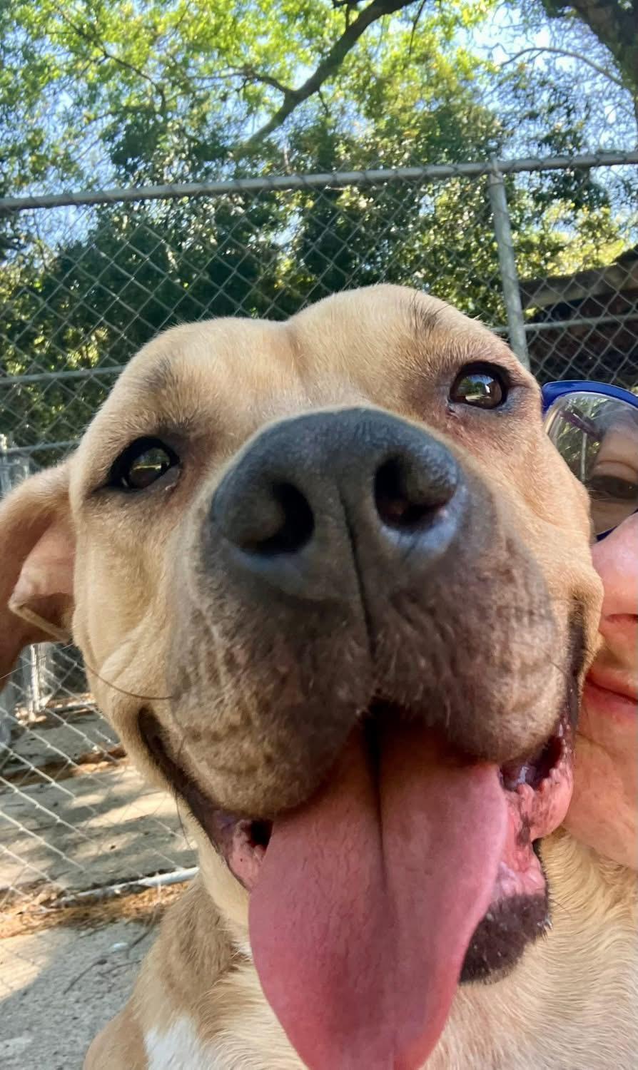 Eden, a ADOPTABLE mixed breed in Shreveport, LA image 6/6