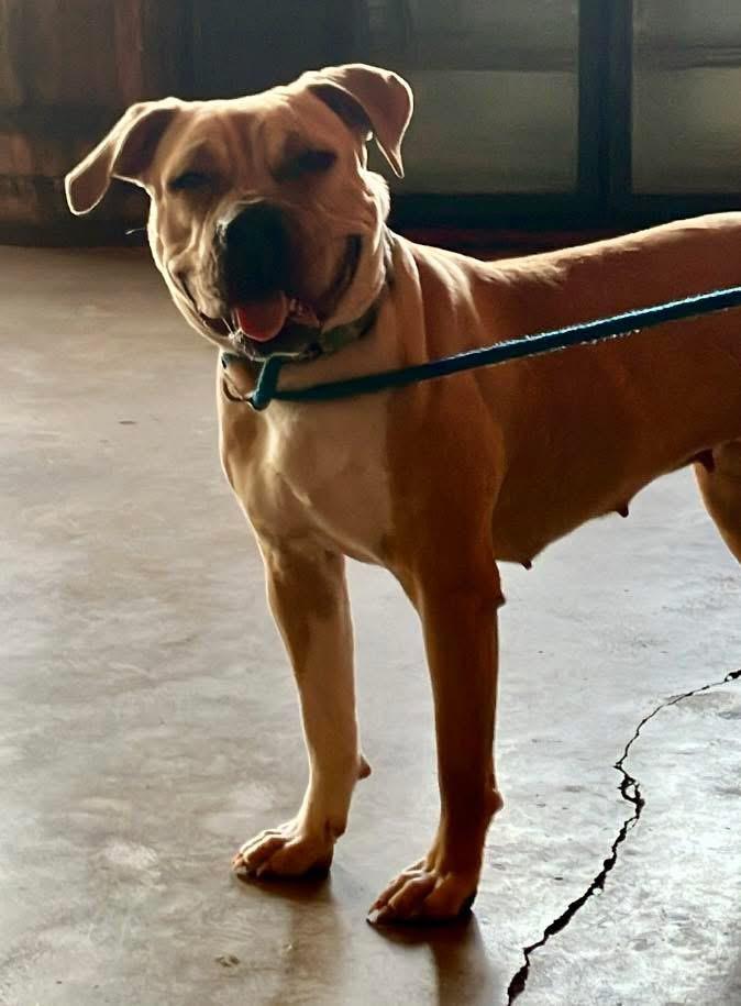 Eden, a ADOPTABLE mixed breed in Shreveport, LA image 1/6