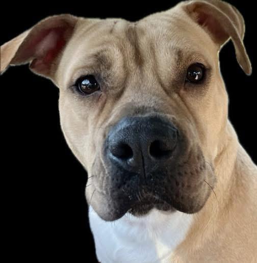 Eden, a ADOPTABLE mixed breed in Shreveport, LA image 3/6