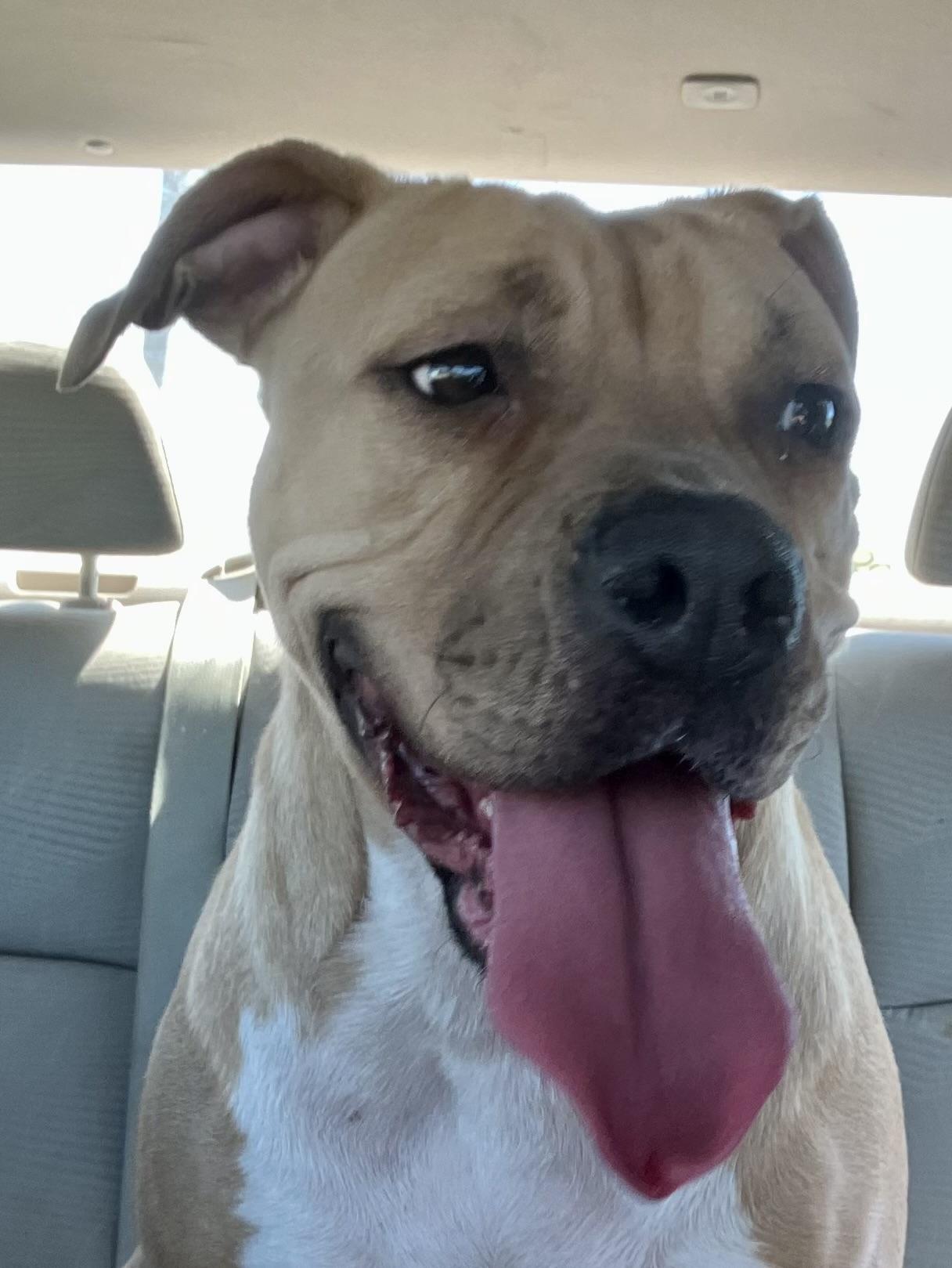 Eden, a ADOPTABLE mixed breed in Shreveport, LA image 2/6