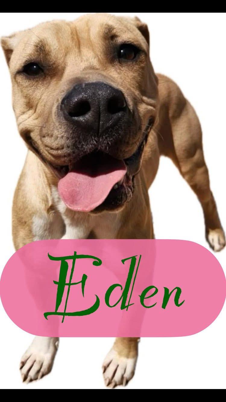 Eden, a ADOPTABLE mixed breed in Shreveport, LA image 5/6