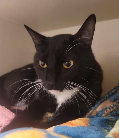 Enlarge Dudley, a Adoptable Domestic Short Hair in Fort Collins, CO image 1/6