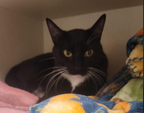 Enlarge Dudley, a Adoptable Domestic Short Hair in Fort Collins, CO image 2/6