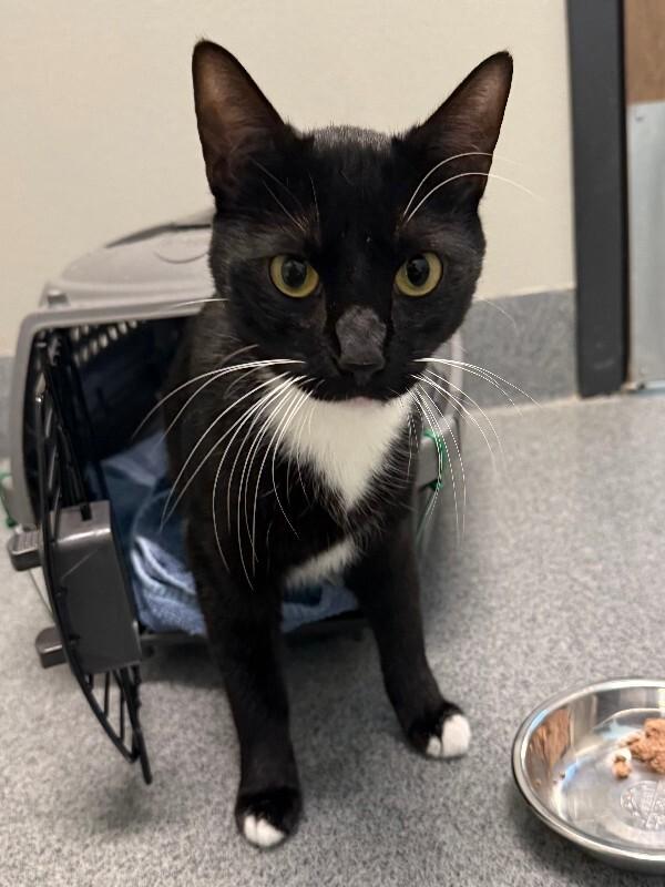 Enlarge Dudley, a Adoptable Domestic Short Hair in Fort Collins, CO image 3/6