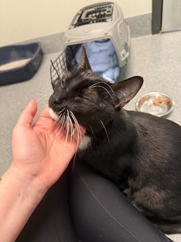 Enlarge Dudley, a Adoptable Domestic Short Hair in Fort Collins, CO image 5/6