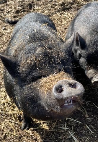 Karen, a Adoptable Pot Bellied in Belmont, NY image 1/3