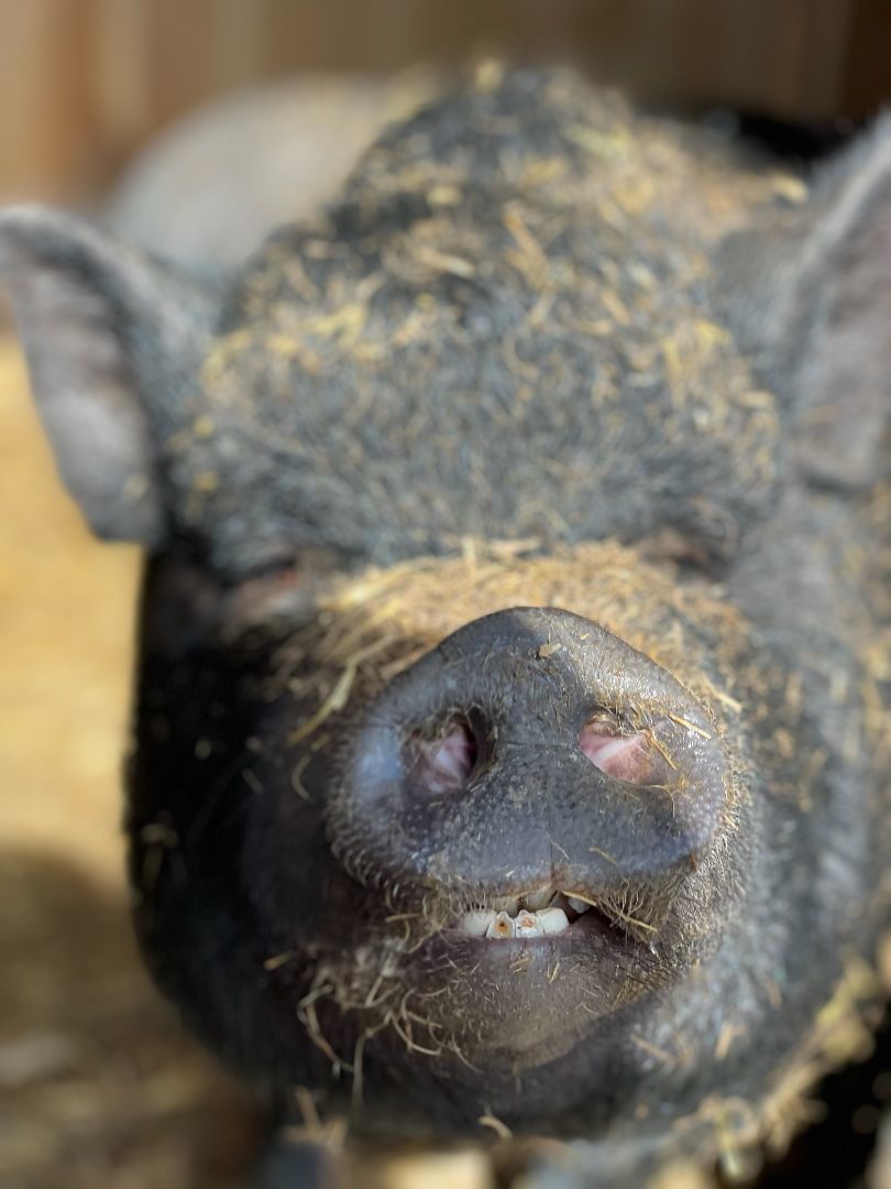 Karen, a Adoptable Pot Bellied in Belmont, NY image 2/3