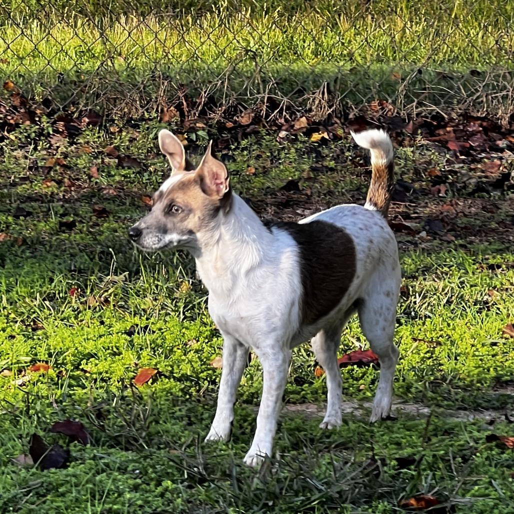 Penny, a Adoptable Rat Terrier in Oakdale, LA image 1/3