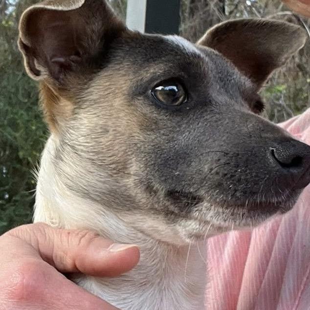 Penny, a Adoptable Rat Terrier in Oakdale, LA image 2/3