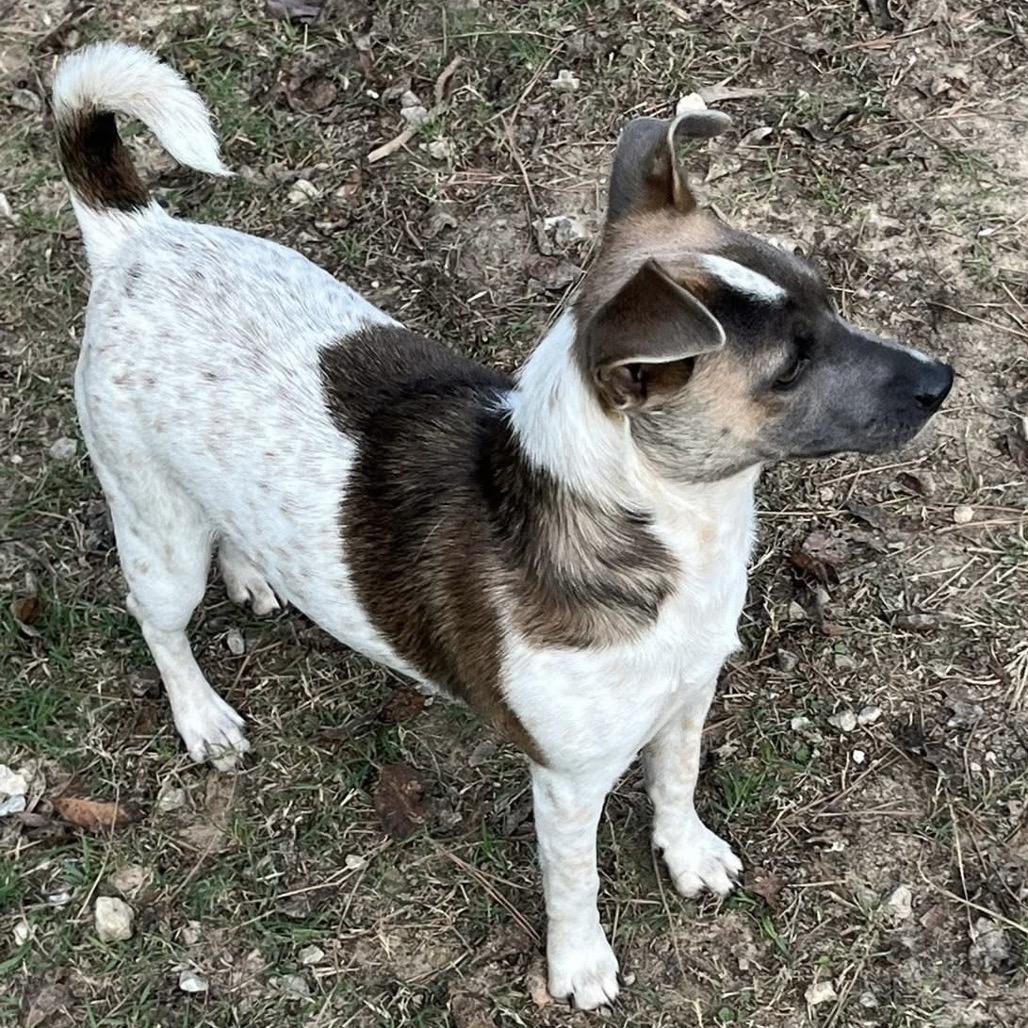 Penny, a Adoptable Rat Terrier in Oakdale, LA image 3/3