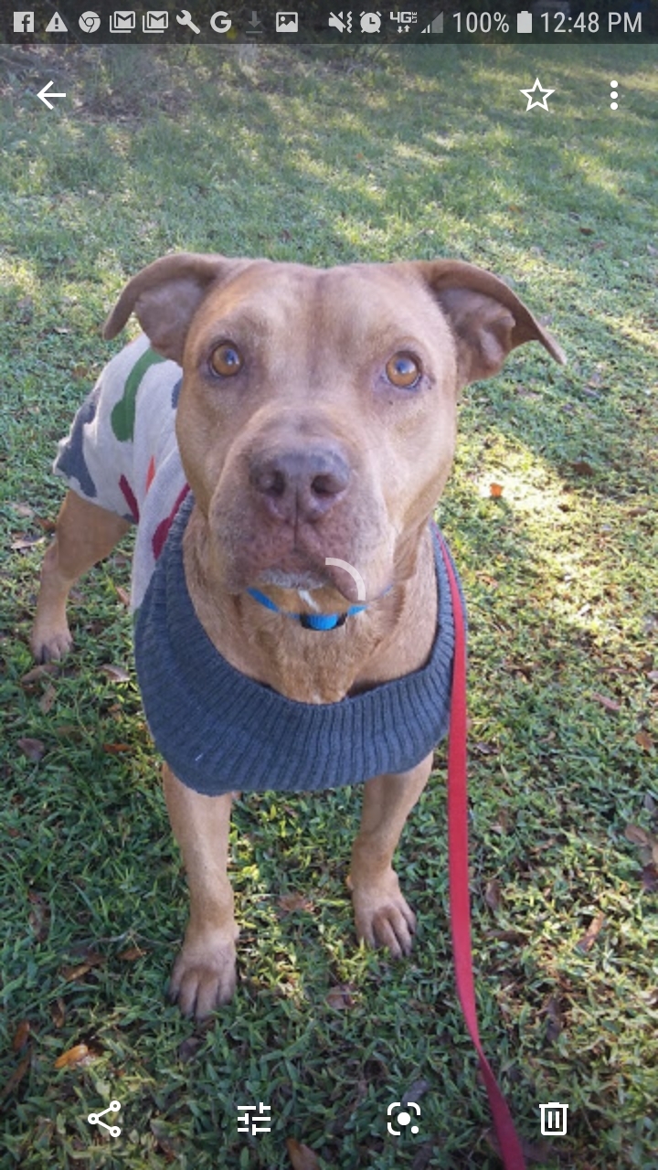 Fred, a Adoptable mixed breed in Boca Raton, FL image 1/8