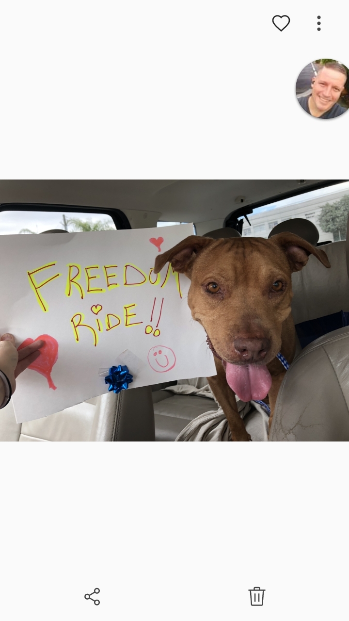 Fred, a Adoptable mixed breed in Boca Raton, FL image 2/8