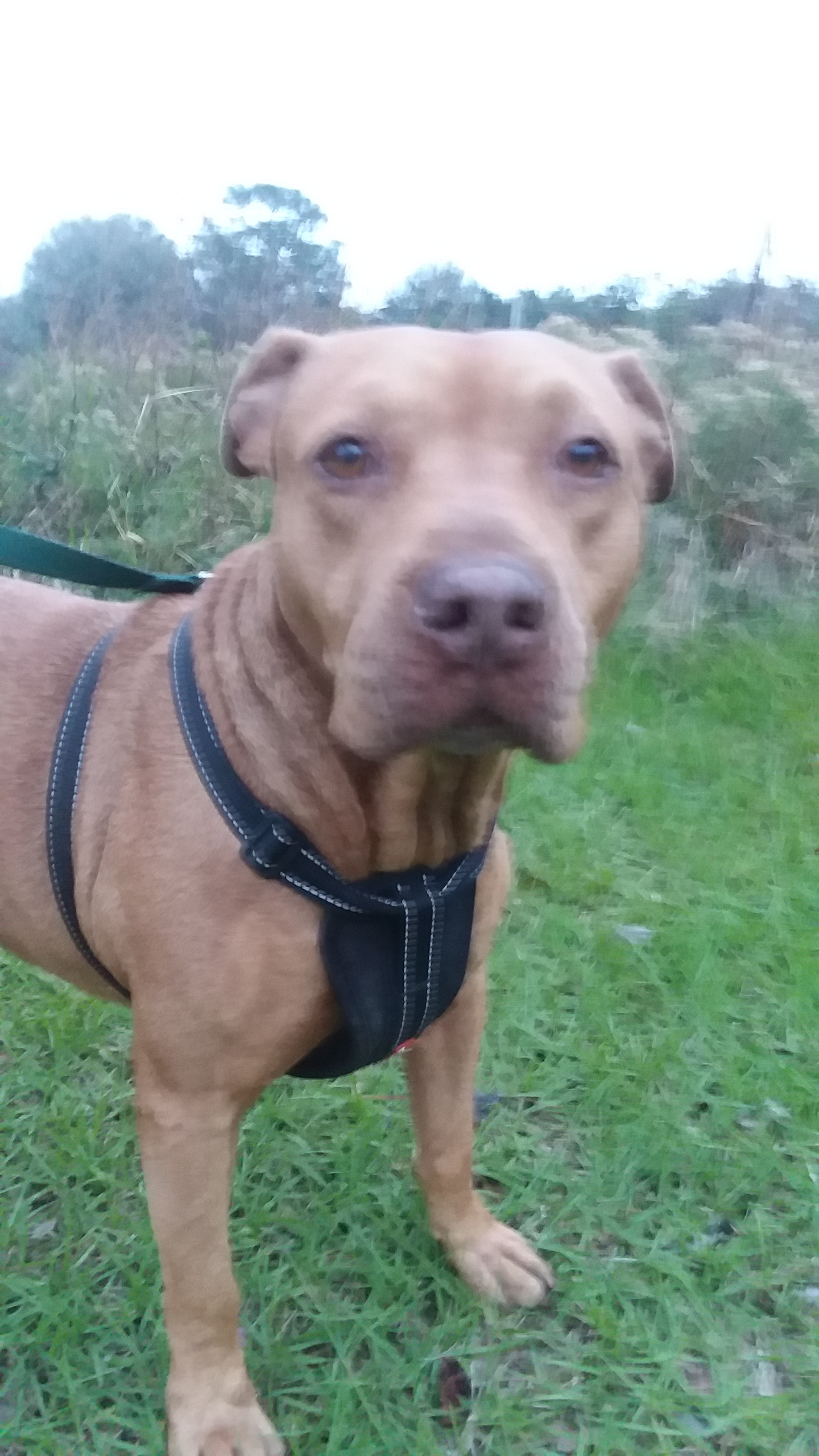 Fred, a Adoptable mixed breed in Boca Raton, FL image 3/8