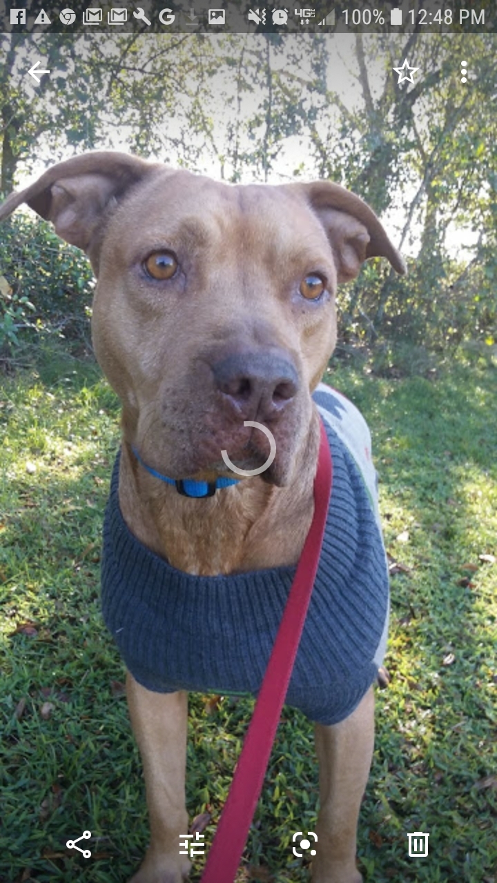 Fred, a Adoptable mixed breed in Boca Raton, FL image 4/8