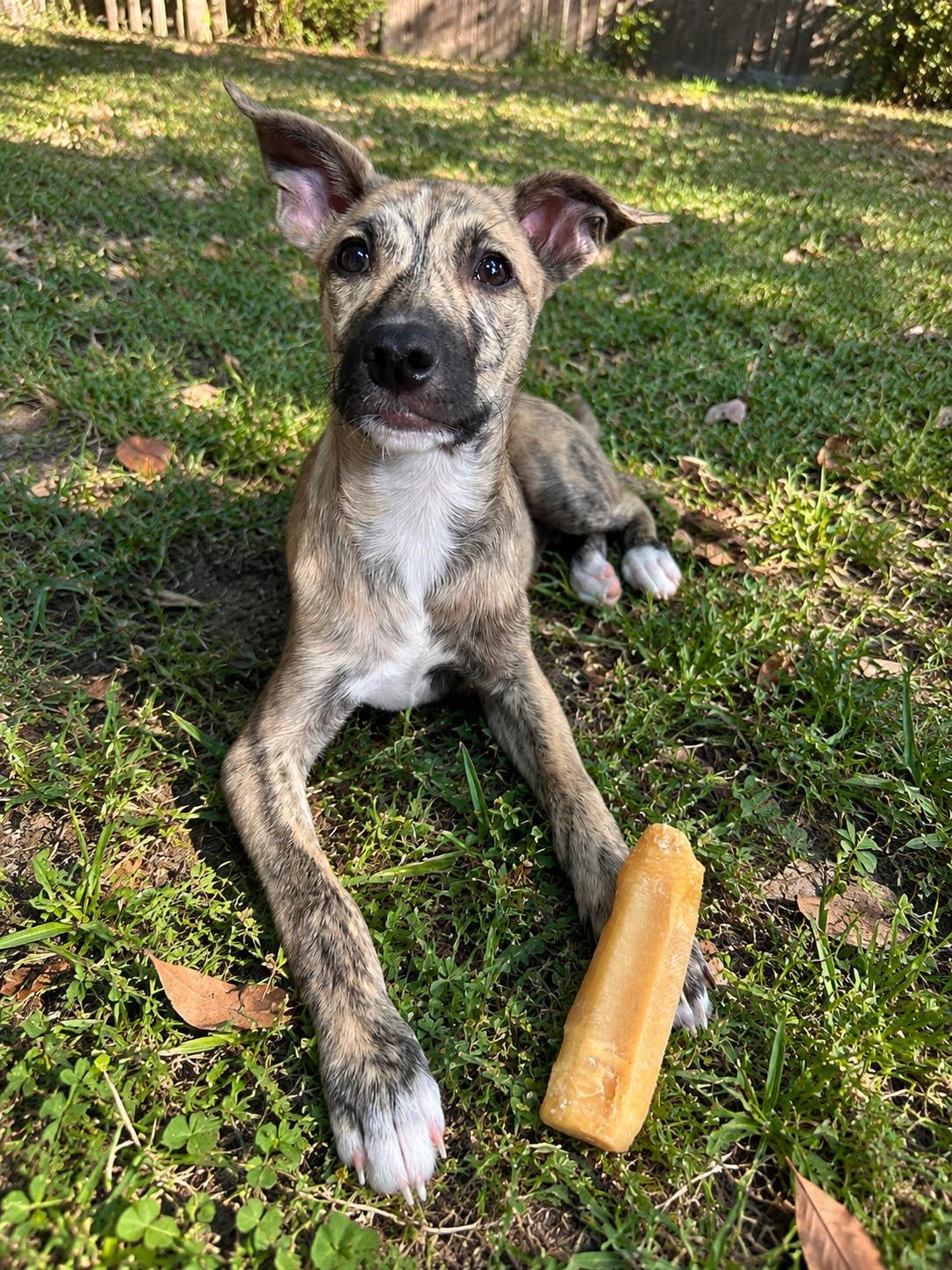 Logan, Adoptable, Puppy Male Mixed Breed.