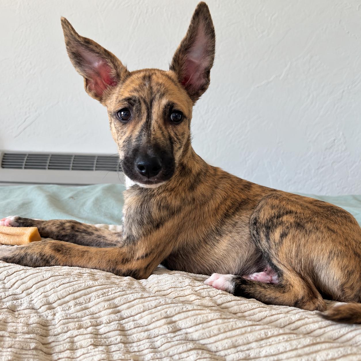 Enlarge Logan, a Adoptable Mixed Breed in Saint Augustine, FL image 2/3