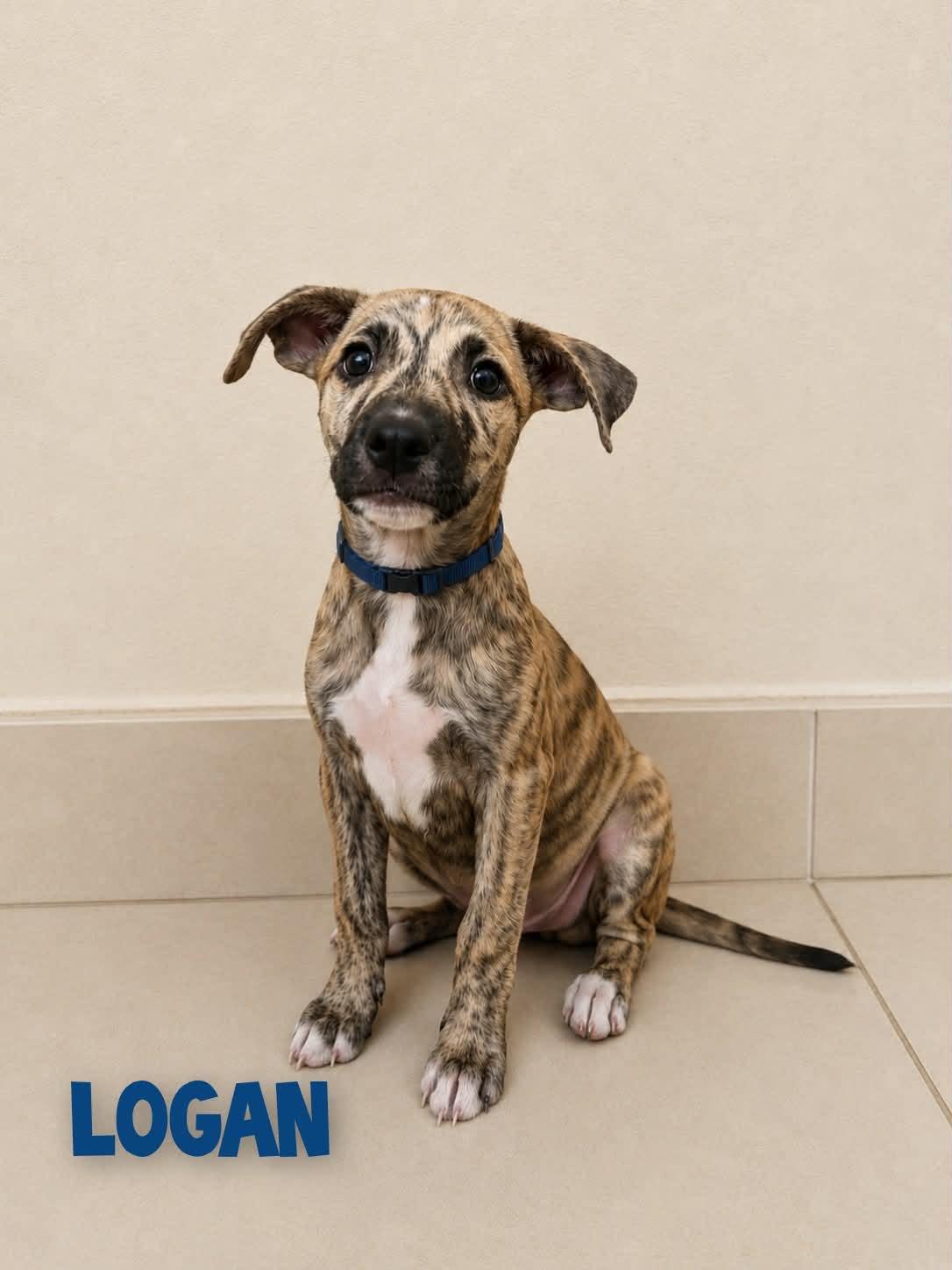 Enlarge Logan, a Adoptable Mixed Breed in Saint Augustine, FL image 3/3