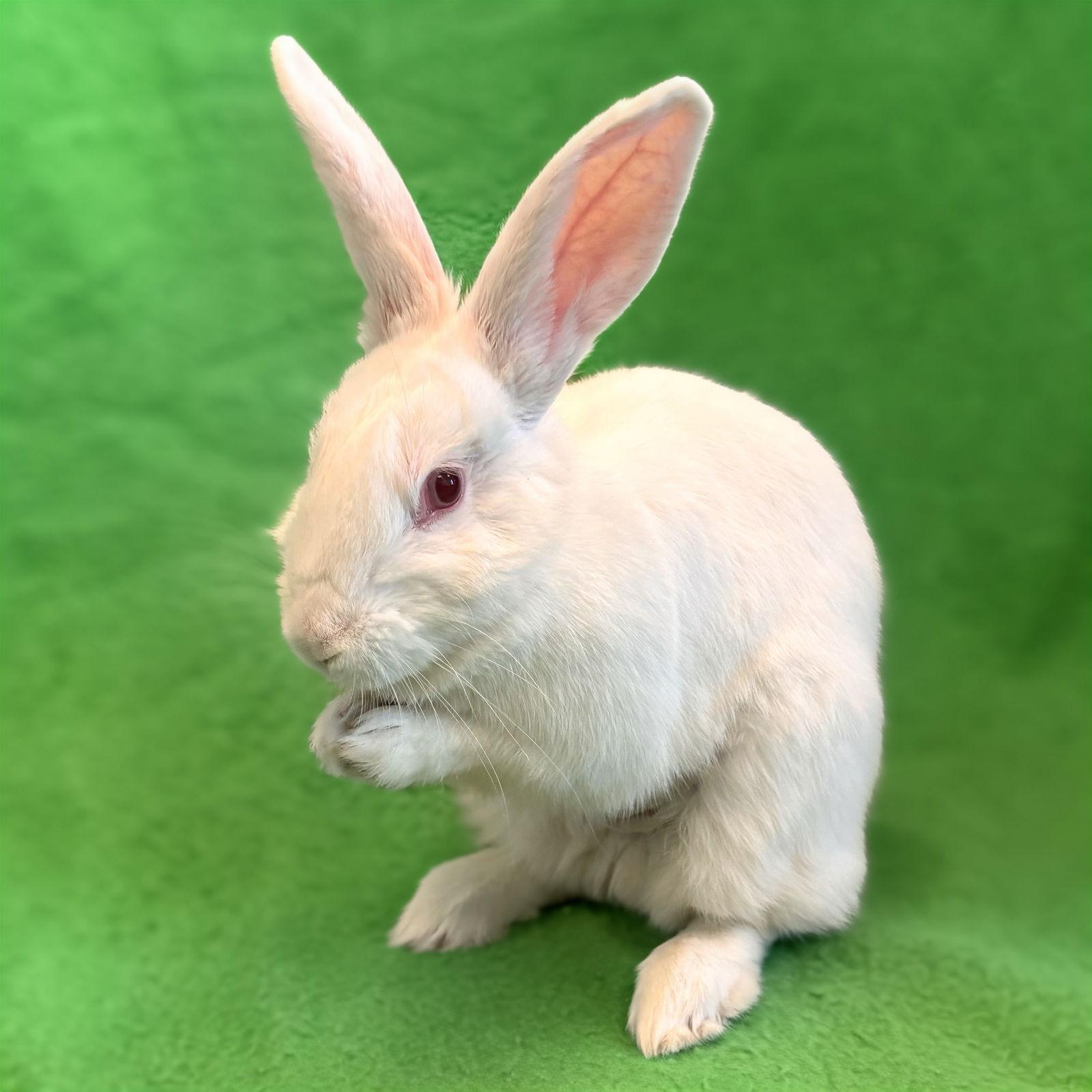 Enlarge Hustle, a Adoptable Bunny Rabbit in Burlingame, CA image 1/2
