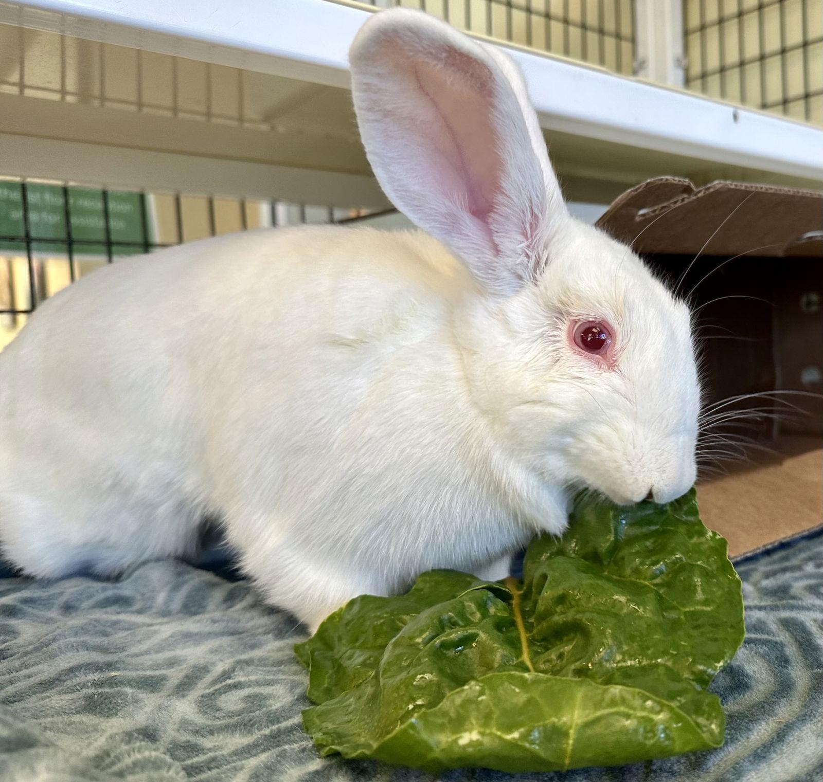 Enlarge Hustle, a Adoptable Bunny Rabbit in Burlingame, CA image 2/2