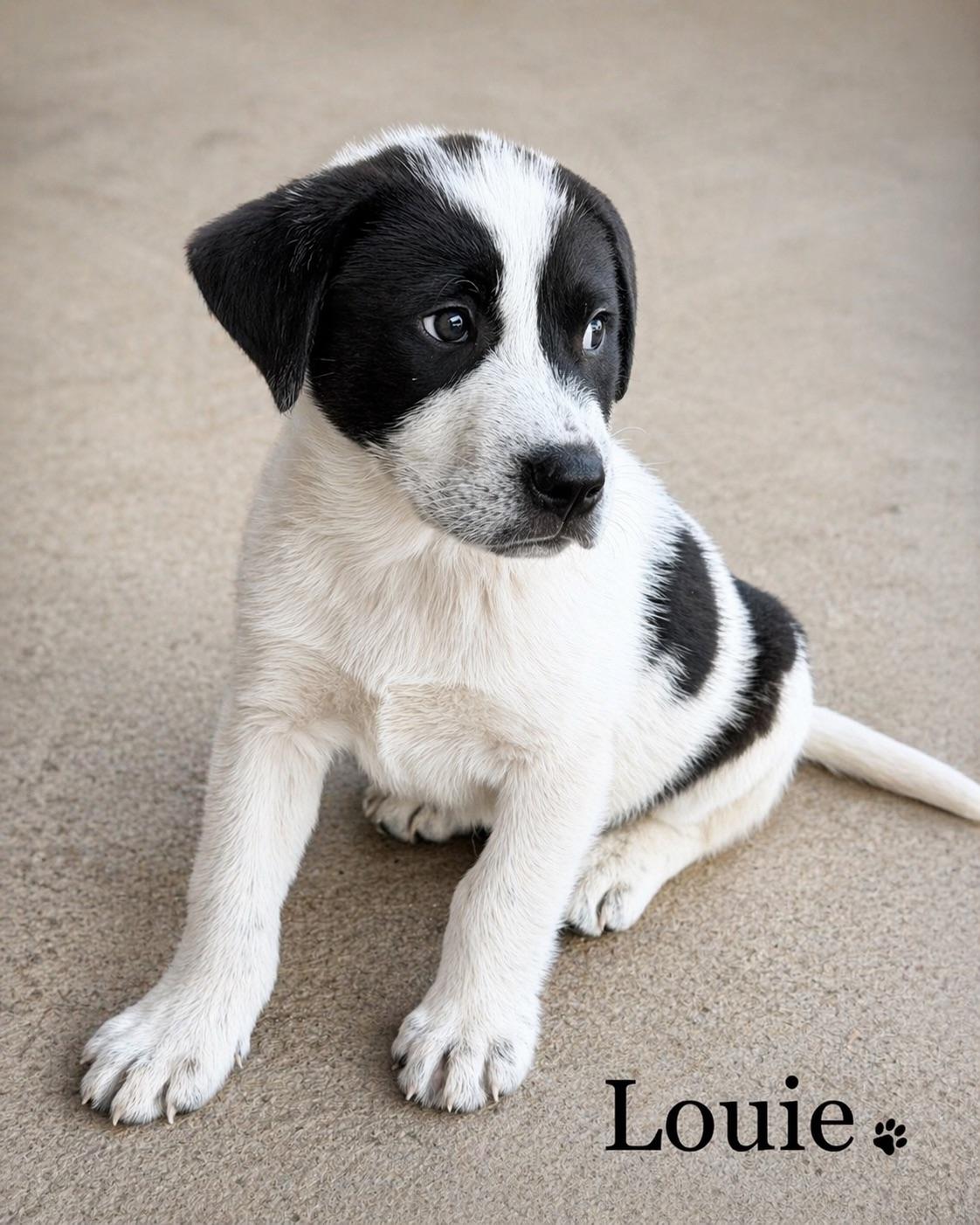 Louie, ADOPTABLE, Young Male Great Pyrenees & Hound.