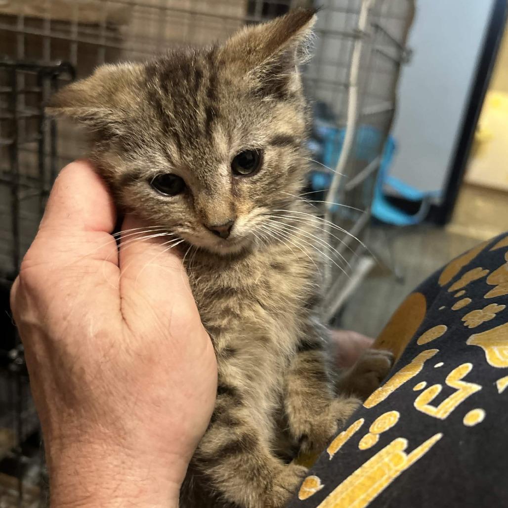 Snapdragon, Adoptable, Kitten Male Domestic Short Hair.