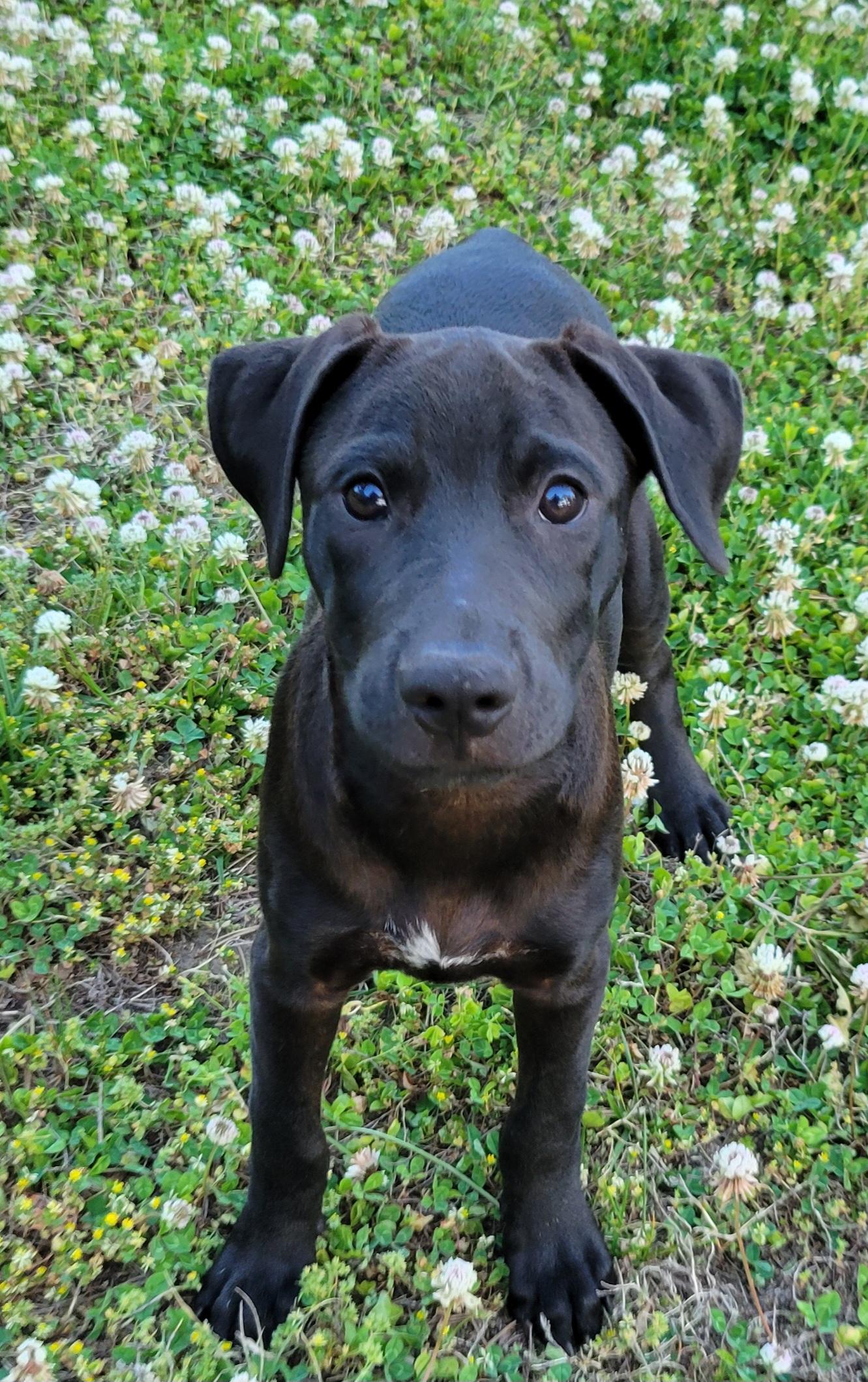 Enlarge Max, an adopted mixed breed in Elwood, NJ image 2/3
