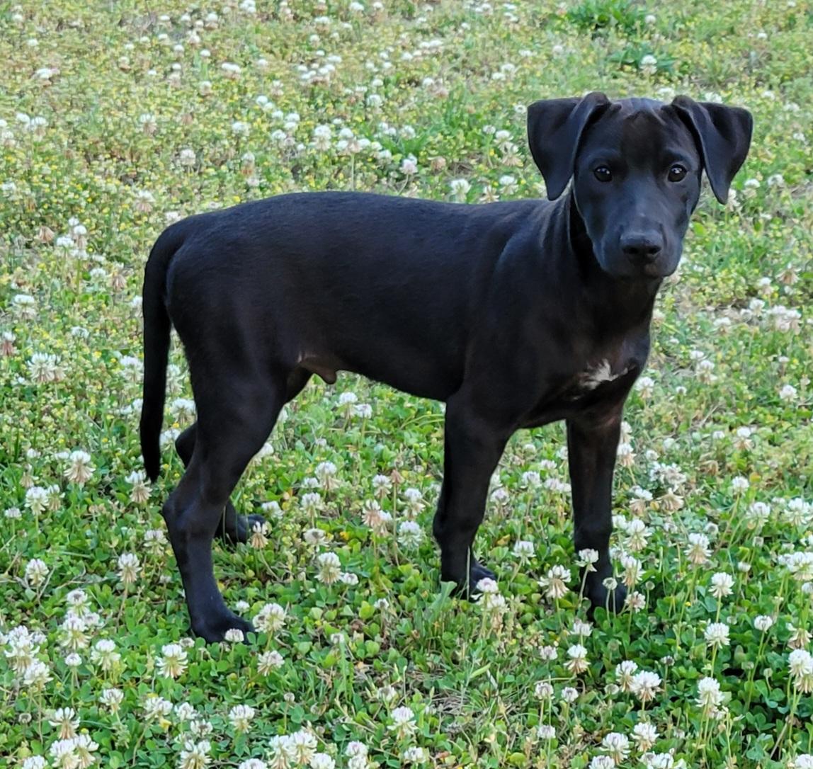 Max, adopted, Puppy Male Labrador Retriever.