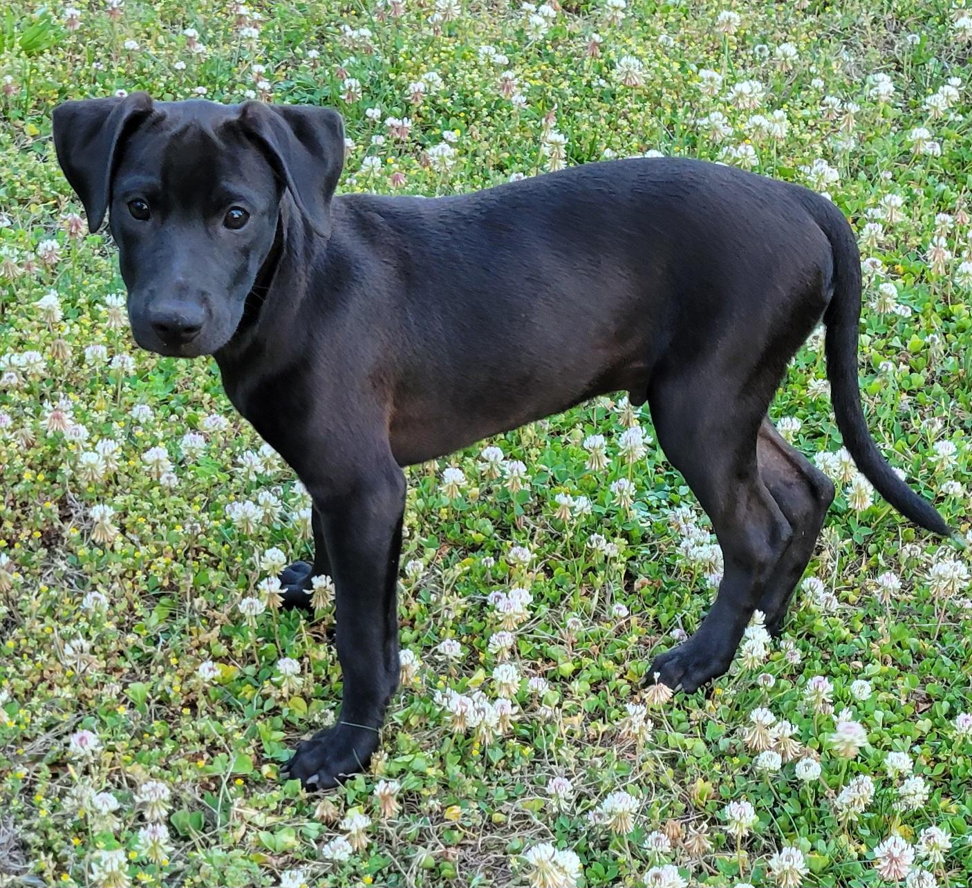 Enlarge Max, an adopted mixed breed in Elwood, NJ image 3/3