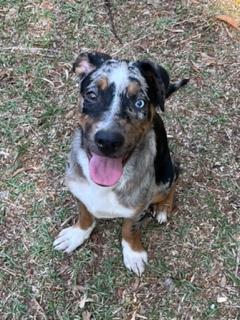 Mojave, an adoptable mixed breed in Longwood, FL image 1/5