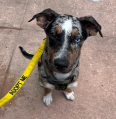 Mojave, an adoptable mixed breed in Longwood, FL image 2/5