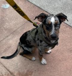 Mojave, an adoptable mixed breed in Longwood, FL image 3/5